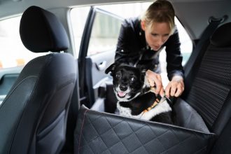 Comment choisir un couchage pour chien en voiture 